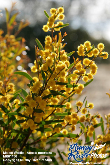 Mallee Wattle - Acacia montana