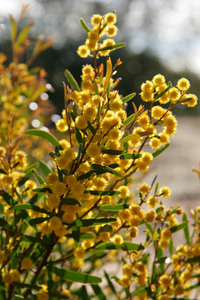 Mallee Wattle - Acacia montana