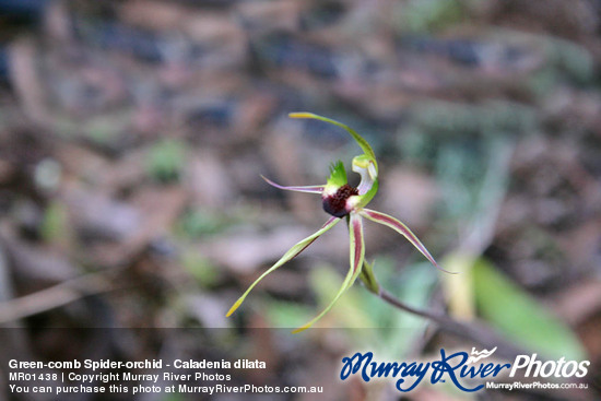 Green-comb Spider-orchid - Caladenia dilata