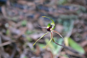 Green-comb Spider-orchid