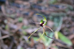 Green-comb Spider-orchid - Caladenia dilata
