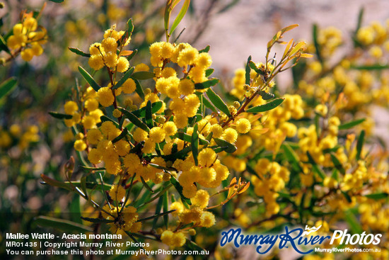 Mallee Wattle - Acacia montana