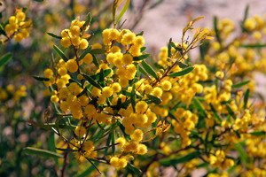 Mallee Wattle - Acacia montana