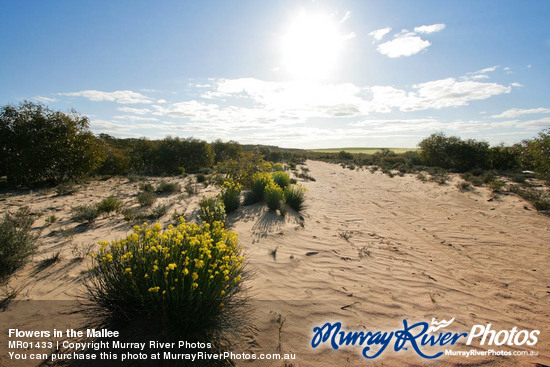 Flowers in the Mallee