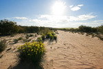 Flowers in the Mallee