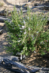 Flowers in the Mallee