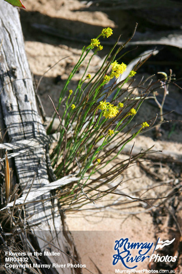 Flowers in the Mallee