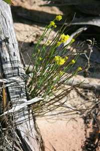 Flowers in the Mallee