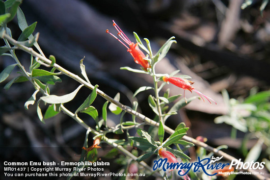 Common Emu bush - Eremophilia glabra