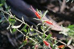 Common Emu bush - Eremophilia glabra