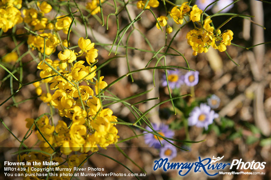 Flowers in the Mallee