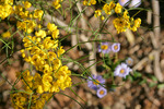 Flowers in the Mallee