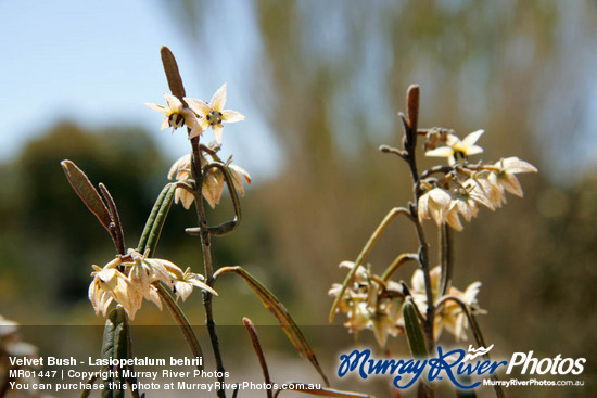 Velvet Bush - Lasiopetalum behrii