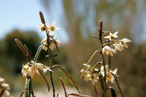 Velvet Bush - Lasiopetalum behrii
