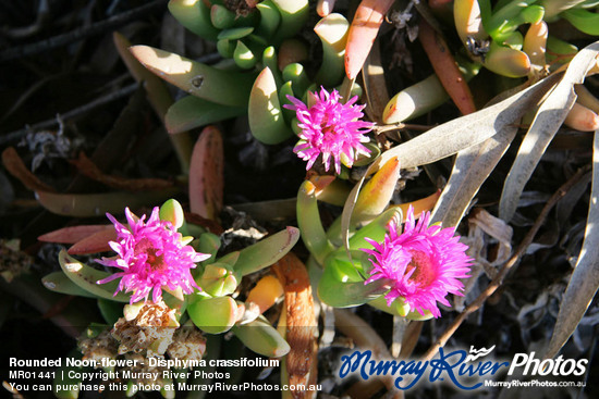 Rounded Noon-flower - Disphyma crassifolium