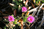Rounded Noon-flower - Disphyma crassifolium