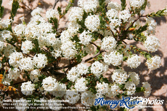 Heath Rice-flower - Pimelea microcephala