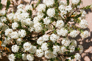 Heath Rice-flower - Pimelea microcephala