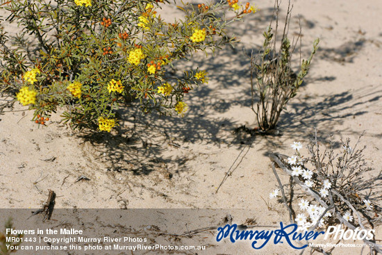 Flowers in the Mallee