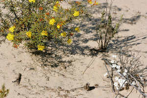Flowers in the Mallee