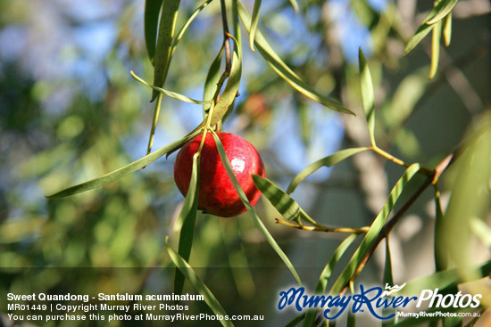 Sweet Quandong - Santalum acuminatum