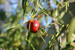 Sweet Quandong - Santalum acuminatum