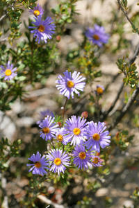 Azure Daisy - Olearia rudis