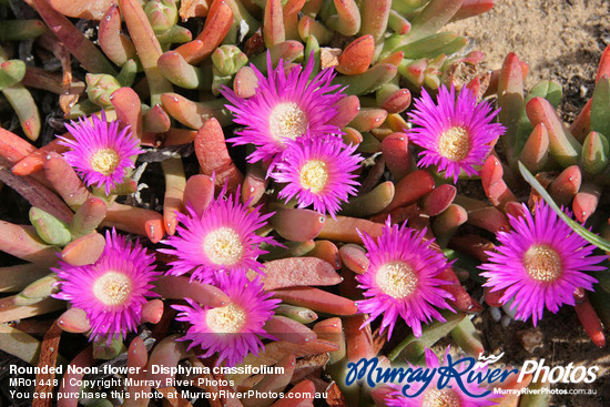 Rounded Noon-flower - Disphyma crassifolium