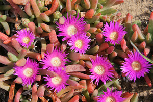 Rounded Noon-flower - Disphyma crassifolium