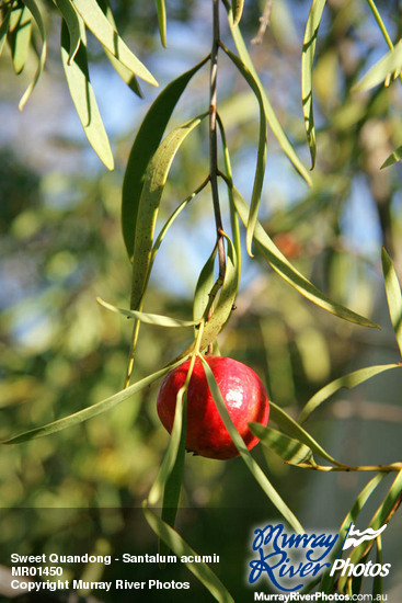 Sweet Quandong - Santalum acuminatum