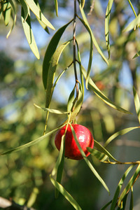 Sweet Quandong - Santalum acuminatum