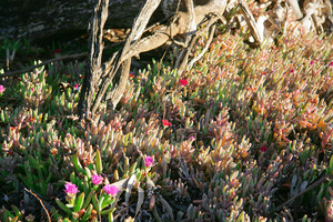 Rounded Noon-flower - Disphyma crassifolium