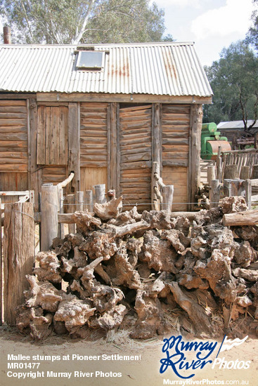 Mallee stumps at Pioneer Settlement, Swan Hill, Victoria