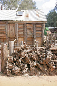 Mallee stumps at Pioneer Settlement, Swan Hill, Victoria