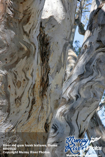 River red gum trunk textures, Barmah