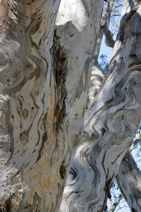 River red gum trunk textures, Barmah