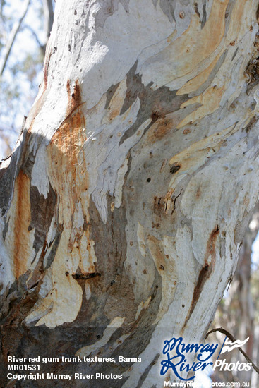 River red gum trunk textures, Barmah