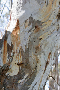 River red gum trunk textures, Barmah