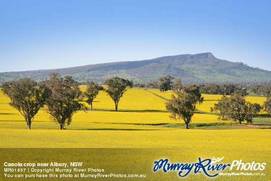 Canola crop near Albury, NSW