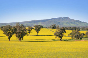 Canola crop near Albury, NSW