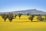 Canola crop near Albury, NSW