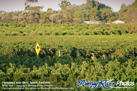 Vineyards near Berri, South Australia