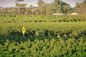 Vineyards near Berri, South Australia