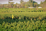 Vineyards near Berri, South Australia