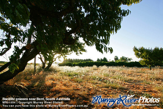 Backlite grasses near Berri, South Australia