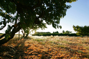 Backlite grasses near Berri, South Australia