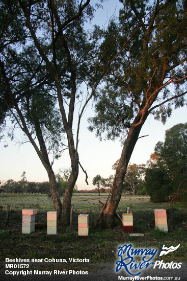 Beehives near Cohuna, Victoria