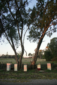 Beehives near Cohuna, Victoria