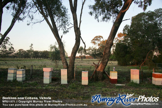 Beehives near Cohuna, Victoria