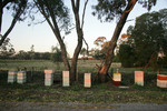 Beehives near Cohuna, Victoria